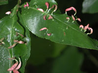 Image: Spindle gall 1