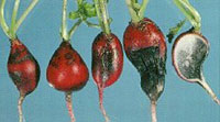 Image: Root Rot Complex 1