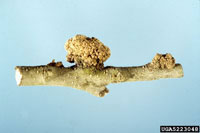 Image: Crown Gall 3