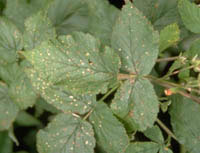 Image: Raspberry Leaf Spot 2