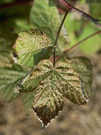 Image: Raspberry Leaf Spot 3