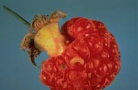 Image: Raspberry Fruitworm