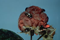 Image: Sap Beetle 1