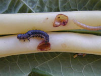 Corn Earworm 1