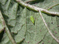 Potato Leafhopper 3