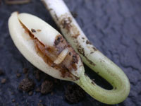 Seed Corn Maggot 1