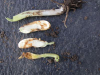 Seed Corn Maggot 2