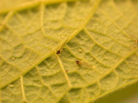 Aphid 1