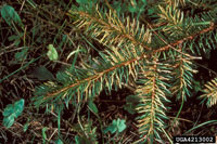 Image: Spruce needle rust 3