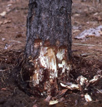 Image: Armillaria root rot 1