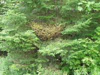 Image: Spruce needle rust 1