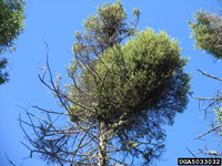 Image: Eastern spruce dwarf mistletoe 1