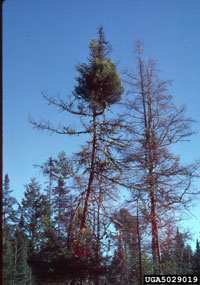 Image: Eastern spruce dwarf mistletoe 2