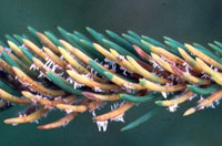 Image: Spruce needle rust 2