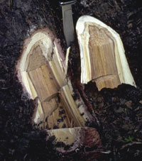Image: Tomentosus root rot 2