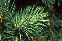 Image: Cooley spruce gall adelgid 1