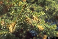 Image: Cooley spruce gall adelgid 2