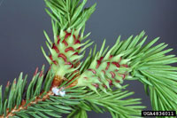 Image: Eastern spruce gall adelgid 1