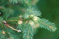 Image: Eastern spruce gall adelgid 2