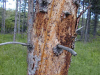 Image: Northern spruce engraver beetle 3