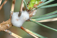 Image: Pine spittlebug 1