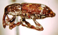 Image: Small spruce weevil 3