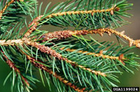 Image: Spruce gall midge 1