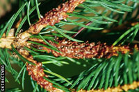 Image: Spruce gall midge 2