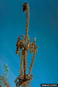 Image: White pine weevil 1