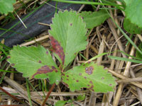Image: Common Leaf Spot 2