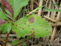 Image: Common Leaf Spot 1