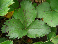 Image: Common Leaf Spot 3