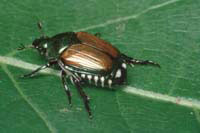 Image: Japanese Beetle 2