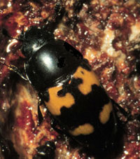 Image: Sap Beetles 1