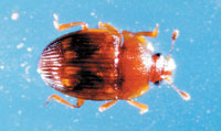 Image: Sap Beetles 2
