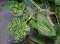 Image: Herbicide Damage 1