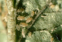 Image: Aphids 2