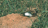 Image: cicada killer 1