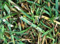 Image: leaf spot 1