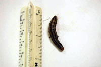 Image: cutworm 3