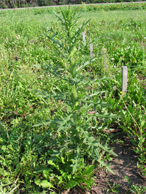 Image: broadleaf Plantain