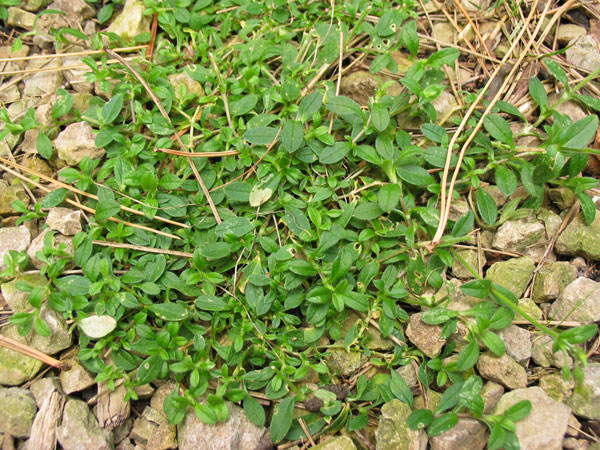 weed withbroad leaves and tiny vine like stems