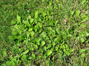 Image: broadleaf Plantain