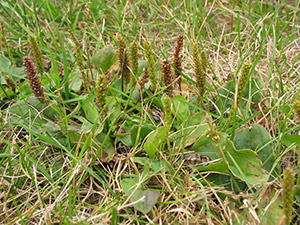 Image: broadleaf Plantain