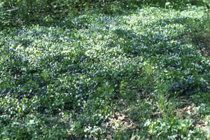 Image: broadleaf Plantain