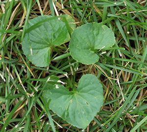 Image: broadleaf Plantain