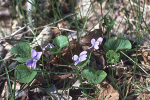 broadleaf Plantain