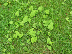 Image: broadleaf Plantain
