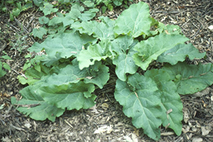 Image: broadleaf Plantain