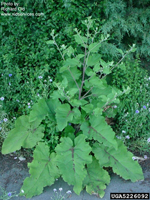 Image: broadleaf Plantain